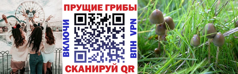 Купить закладки  Нестеров  Псилоцибиновые грибы мухоморы 